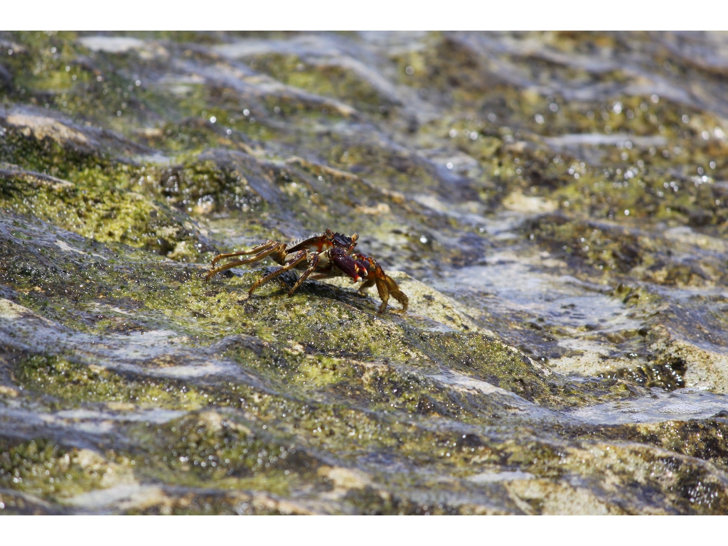 2010-10-24 07-58-56 - Maldives 2010 IMG_6175 2010-10-24 07-58-56 - Maldives 2010 IMG_6175
